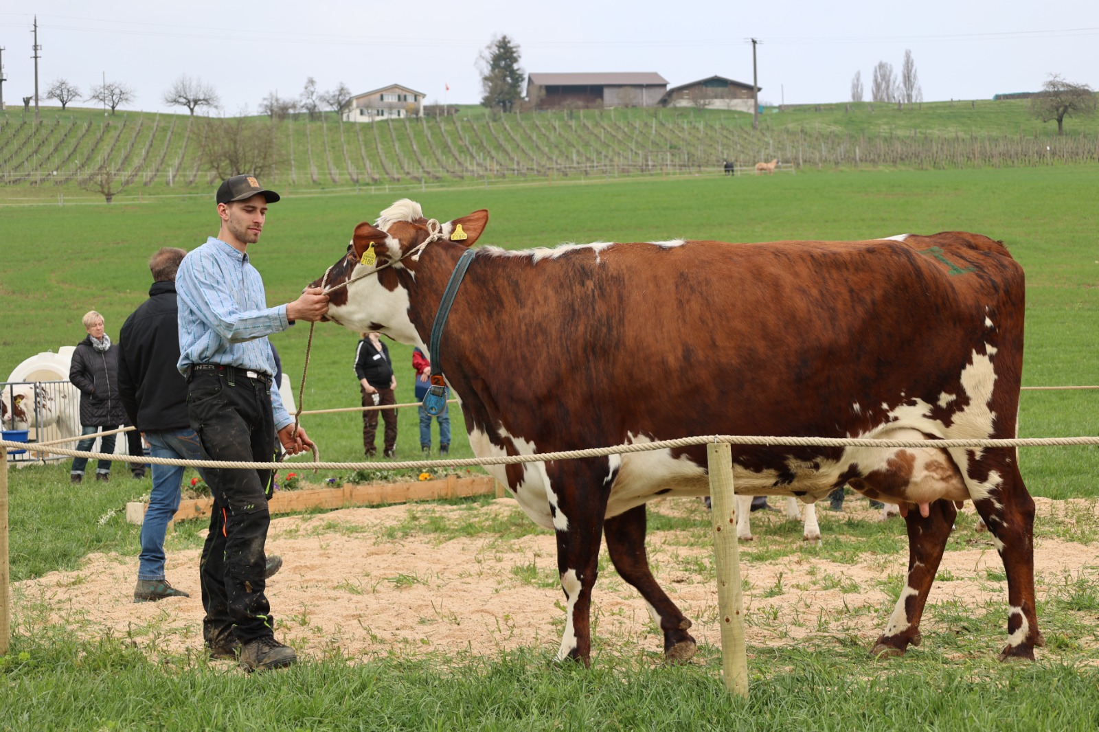 Einblicke in die Viehschau vom 29.03.2025